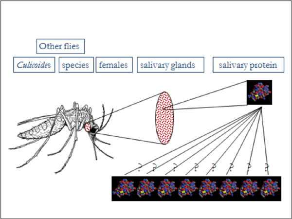 Figure 3. Insect bite hypersensitivity is not simply an allergy to flies, but an allergy to one or more of a variety of specific salivary (and possibly other) proteins associated with biting females of certain individual fly species. Extracts of whole flies used for diagnosis and/or allergen-specific immunotherapy are likely to be antigenically different from specific protein extracts.