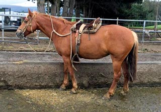 Figure 3. Quad bikes are replaced by horses in Chile. Image: David Rowe.