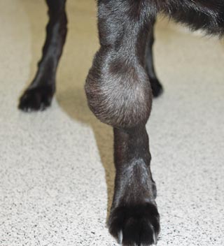 Figure 3. A soft tissue sarcoma on the limb of a 10-year-old Labrador retriever. Curative intent surgery is not possible without amputation, but a good alternative option is a planned, or deliberate, marginal resection that keeps sufficient skin for primary wound closure with a view to radiation therapy post-surgery. If this approach is being considered, a radiation oncologist should always be consulted first to discuss the case, so the entire treatment is planned in advance.