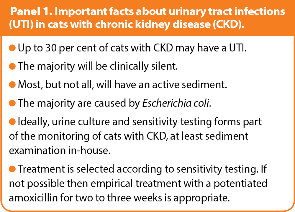 Panel 1. Important facts about urinary tract infections (UTI) in cats with chronic kidney disease (CKD).