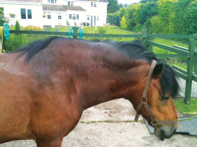 Figure 1. The diagnosis of equine metabolic syndrome (EMS) and pituitary pars intermedia dysfunction (PPID) may sometimes be obvious, although such cases simply represent the extreme tip of the iceberg. EMS occurs in horses not obviously fat and PPID occurs in horses not excessively hairy.