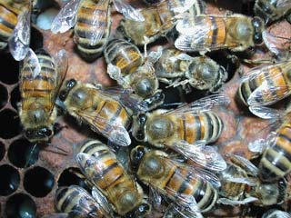 Bees in a hive showing signs of deformed wing virus.
