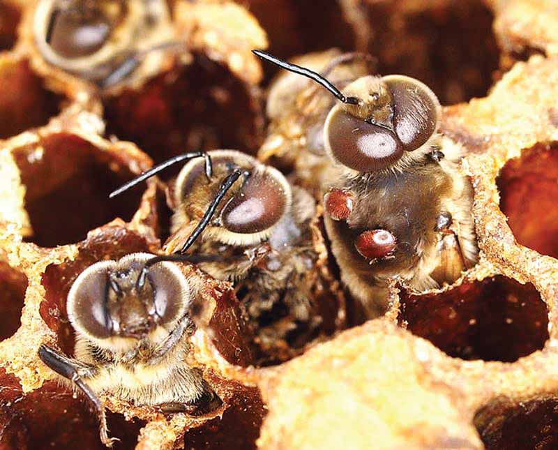 Drone bees infested with Varroa mites.