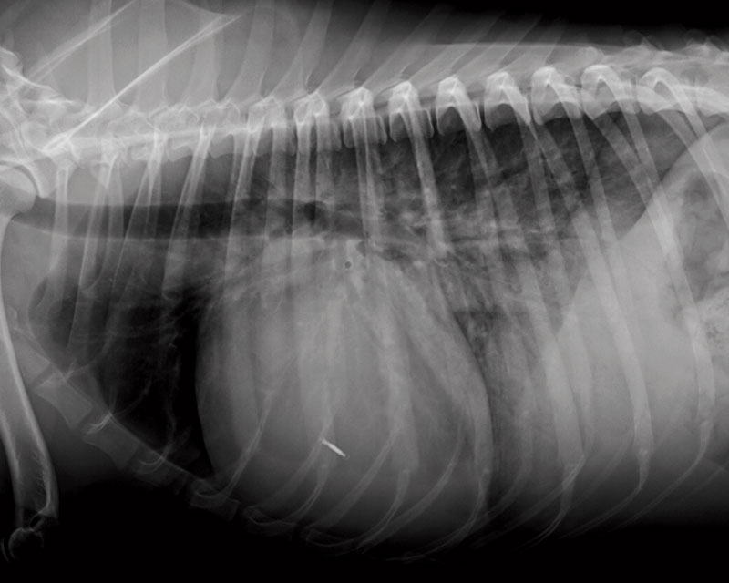 Figure 1a. Lateral radiograph of a dog with generalised cardiomegaly, vessel enlargement and diffuse lung opacity, particularly in the more caudal and ventral lung fields where air bronchograms are visible. These radiographic signs suggest heart disease and cardiogenic pulmonary oedema.