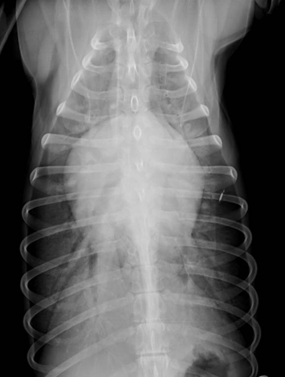 Figure 1b. Dorsoventral radiographs of a dog with generalised cardiomegaly, vessel enlargement and diffuse lung opacity, particularly in the more caudal and ventral lung fields where air bronchograms are visible. These radiographic signs suggest heart disease and cardiogenic pulmonary oedema.