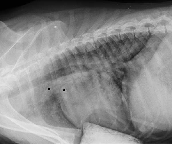 Figure 1. Conscious chest radiographs showing diffuse “patchy” interstitial/alveolar lung infiltrate and pulmonary artery enlargement (black dots).