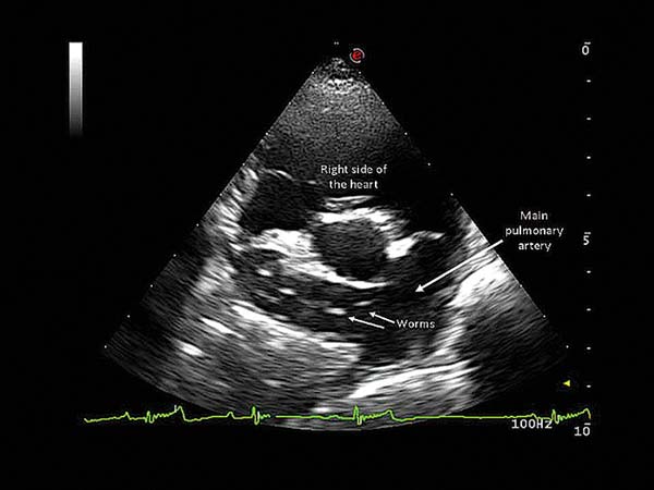 Figure 2. Adult heartworms are visible inside the right pulmonary artery.