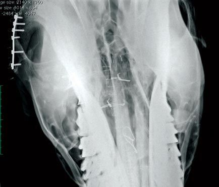 Figure 4. Repair of the zygomatic arch using an eight-hole small animal cuttable, malleable reconstruction plate. A depression fracture of the frontal bone has also been reduced and wired. Image: Jonathan Anderson/Rainbow Equine Hospital.