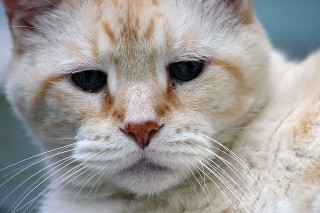 old cat