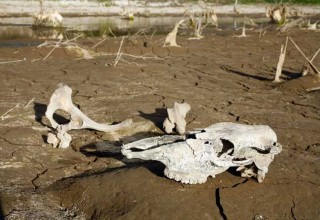 skull in desert