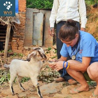 The WVS team treated local animals and provided essential veterinary supplies. 