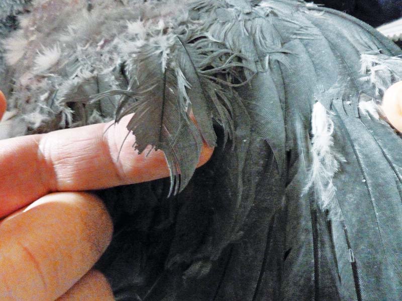 Figure 2. Characteristic V-shaped damage on an African grey parrot’s contour feathers from plucking.