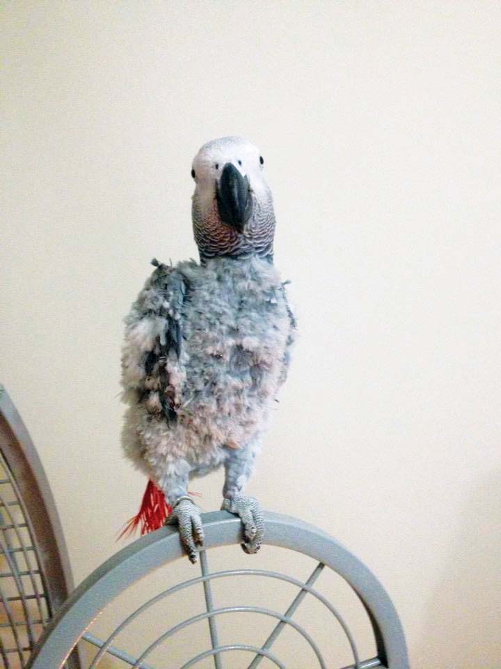 Figure 3. Prolonged feather plucking leaves the downy part of the contour feathers remaining, which gives the parrot a fluffy appearance.