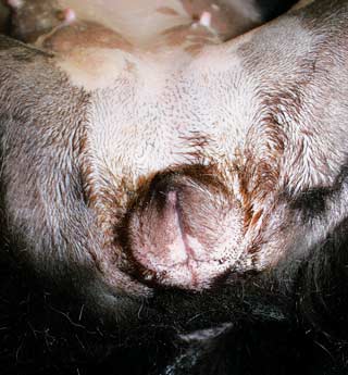 Figure 1. A common symptom of ovarian remnant syndrome in dogs is a firm, swollen vulva, as would more commonly be seen during pro-oestrus. 
