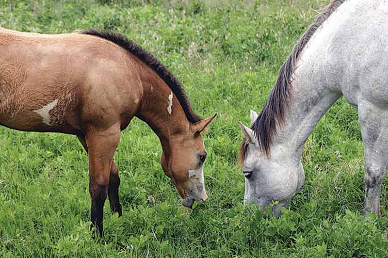 Figure 2. Most horse-horse interactions are peaceful and affiliative, provided ethological and behavioural needs are met.