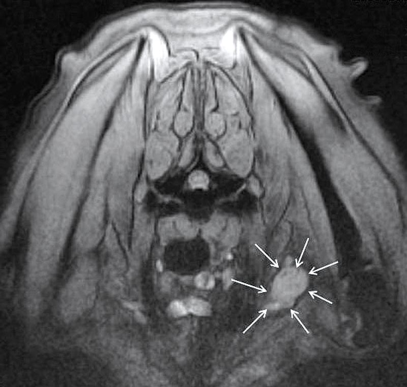 Dealing With Peripheral Nerve Sheath Tumour In A Boxer Dog Vet Times
