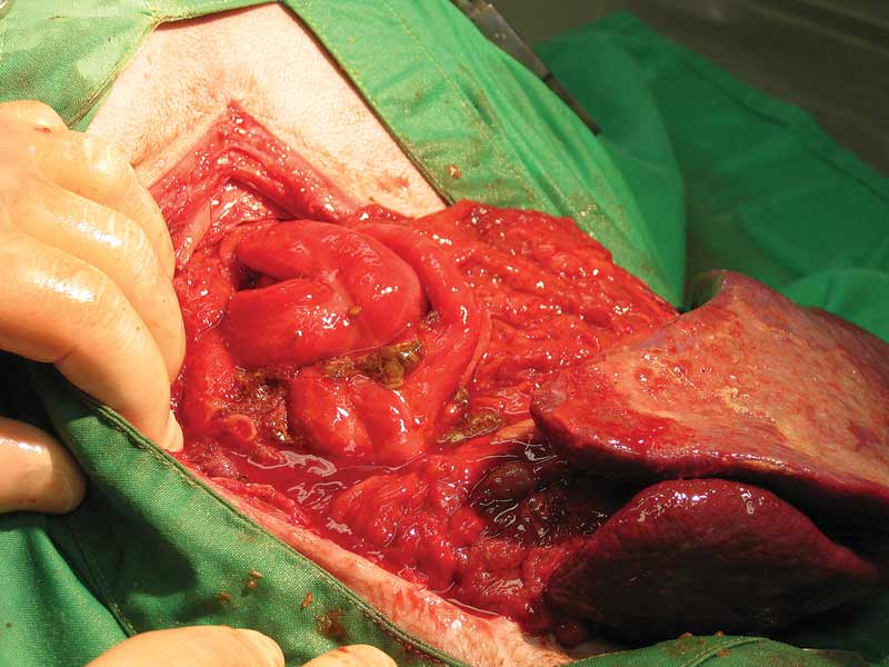 Fulminant peritonitis with bowel leakage following the final enterectomy dehiscence. Peritonitis of this severity carries a very guarded prognosis, but could be salvageable.