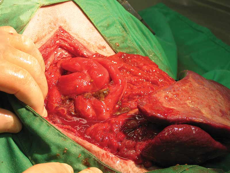 Fulminant peritonitis with bowel leakage following the final enterectomy dehiscence. Peritonitis of this severity carries a very guarded prognosis, but could be salvageable.