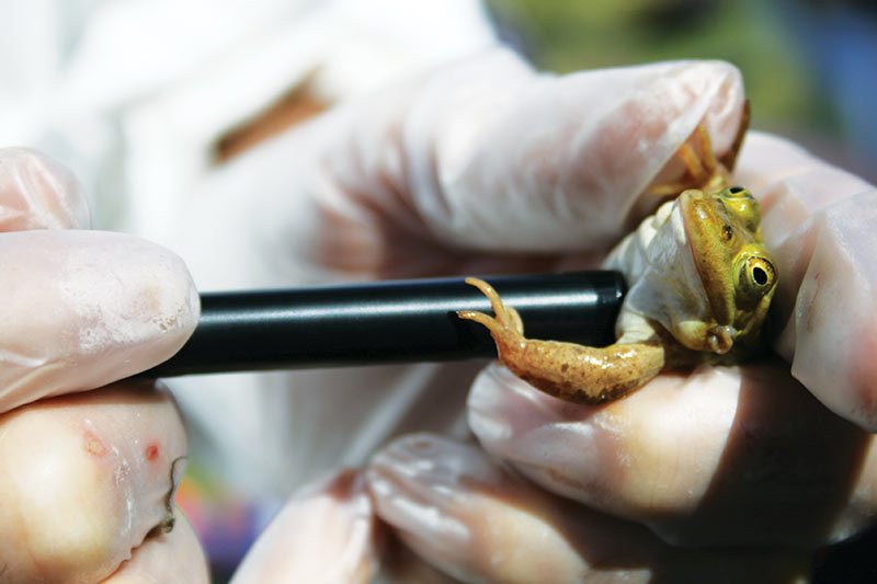 A pool frog (Pelophylax lessonae) undergoing health examination with a Doppler flow probe to monitor heart rate.
