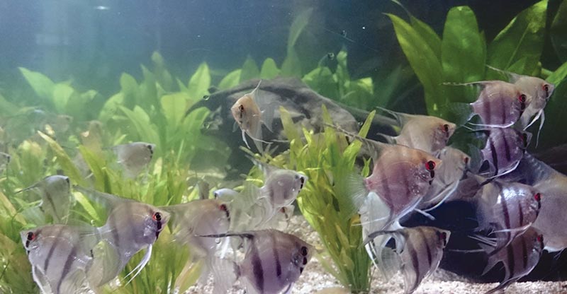 Figure 2. Angelfish are a shoaling species and will exhibit natural behaviours when kept in appropriate-sized groups and in aquariums with natural planting.