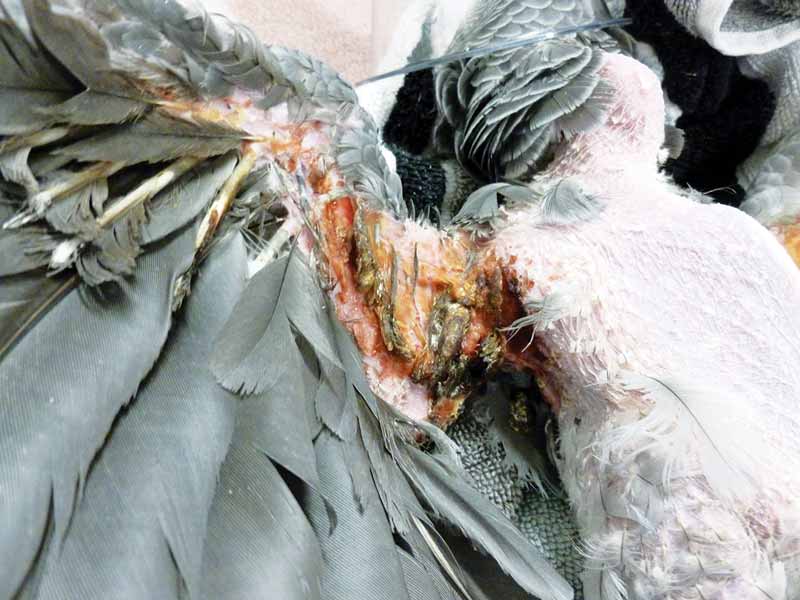 Figure 1. Under wing pyoderma in an African grey parrot.