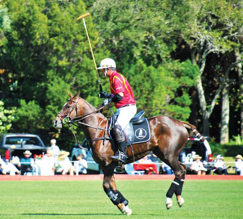 Polo ponies can be big sufferers of exertional rhabdomyolysis due to the nature of their job and their muscle fibre type composition.