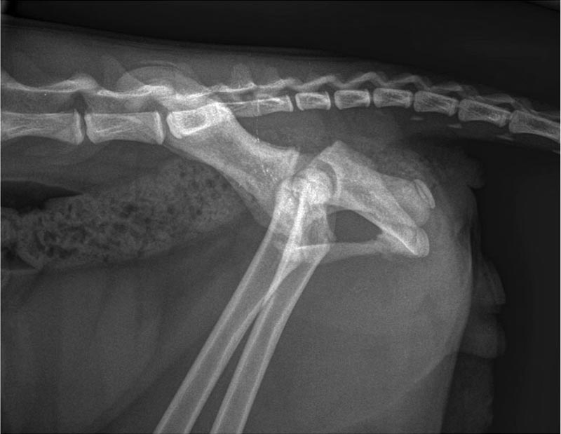 Figure 1. Lateral radiograph of a skeletally immature domestic shorthaired cat with a complete Salter-Harris type one fracture of the acetabulum.