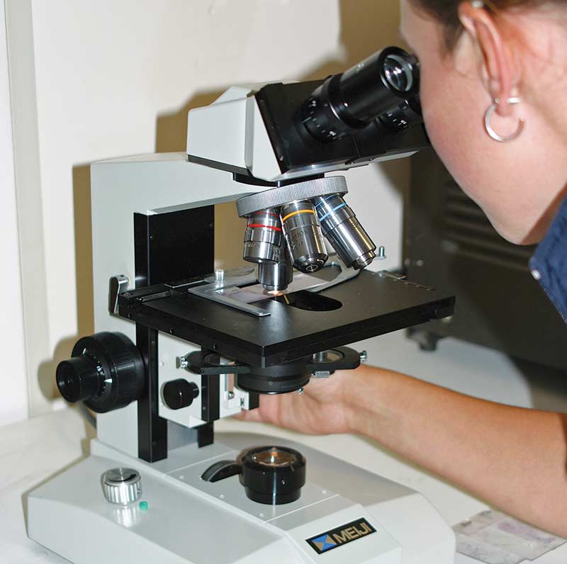 Figure 1. Examining scab material and skin scrapes under the microscope to look for mites is one method of diagnosis.