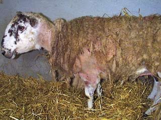 Figure 2. Sheep showing signs of sheep scab. Image: © Phil Scott/NADIS.
