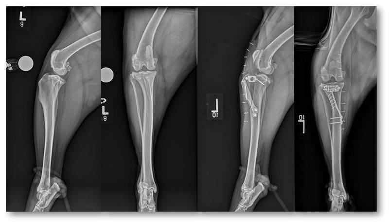 Figure 3. Preoperative mediolateral and caudocranial, and postoperative mediolateral and caudocranial radiographs of a five-year-old golden retriever with concomitant medial patellar luxation and cranial cruciate ligament disease stabilised using tibial tuberosity transposition and advancement.