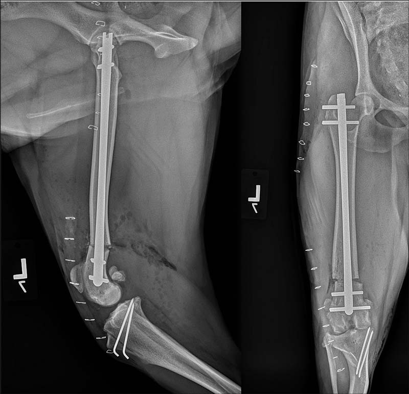 Figure 4. Postoperative mediolateral and caudocranial views of the left femur of the same case as seen in Figures 1 and 2 following an opening osteotomy of the distal femur, stabilised using an interlocking nail and a tibial tuberosity transposition to correct grade III medial patellar luxation.