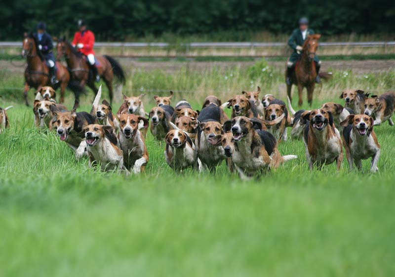 Although hunting with dogs was banned by the Hunting Act (2004), some supporters claim packs do not pose a threat to wildlife. Image: © Fotolia/Tanja Hohnwald.