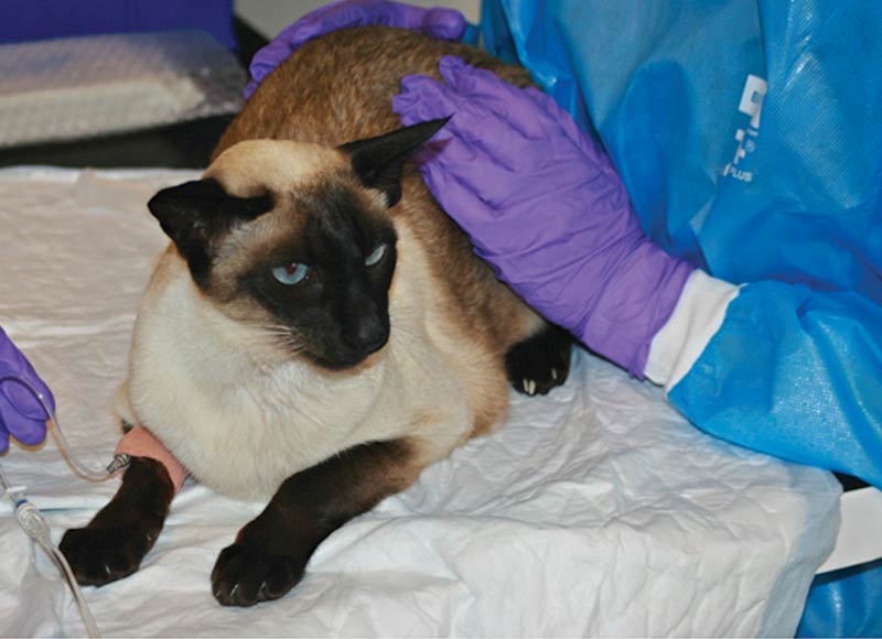 Figure 4. A cat receiving IV chemotherapy.