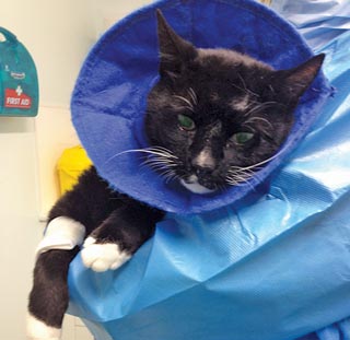Figure 5. A cat recovering from sedation for chemotherapy.