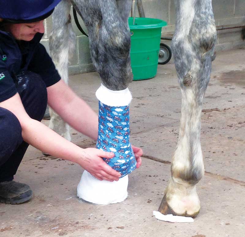 Bandaging different areas of the horse requires specific skills and knowledge to avoid complications.