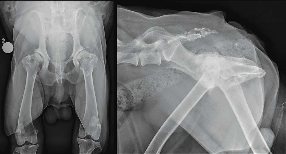Figure 1. Ventrodorsal and lateral radiographs of the pelvis of a 10-year-old Old English sheepdog with severe coxofemoral osteoarthritis secondary to hip dysplasia.