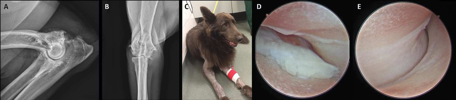 Figure 3. Preoperative mediolateral (A) and craniocaudal (B) radiographs of the right elbow of a five-year-old German shepherd dog with severe osteoarthritis secondary to medial coronoid process disease that underwent arthroscopic subtotal coronoidectomy bilaterally (C). The arthroscopic images show the eburnation of the cartilage with exposure of the subchondral bone in the medial compartment of the joint over the medial coronoid process (D) and extending up into the trochlear notch (E). 
