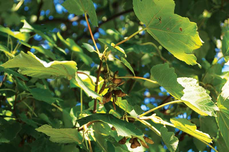 Figure 1. The common sycamore, Acer pseudoplatanus.