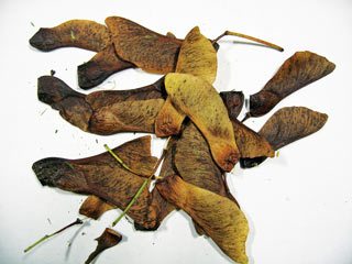 Figure 2. Seeds (or samaras) from Acer pseudoplatanus.