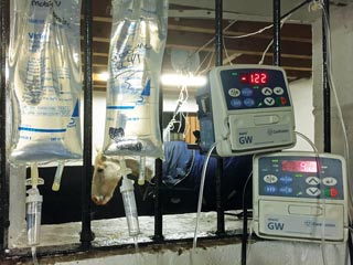 Figure 6. Constant rate infusion is an invaluable means of providing analgesia to horses with atypical myopathy.