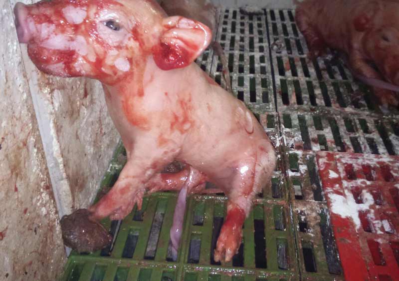 Figure 3. Newborn minutes after birth. Good hygiene and drying material increase piglets’ chances of survival.