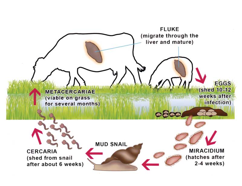 Figure 1. Liver fluke life cycle. (from COWS Technical Manual For Veterinarians and Advisors: Liver Fluke, 2013).