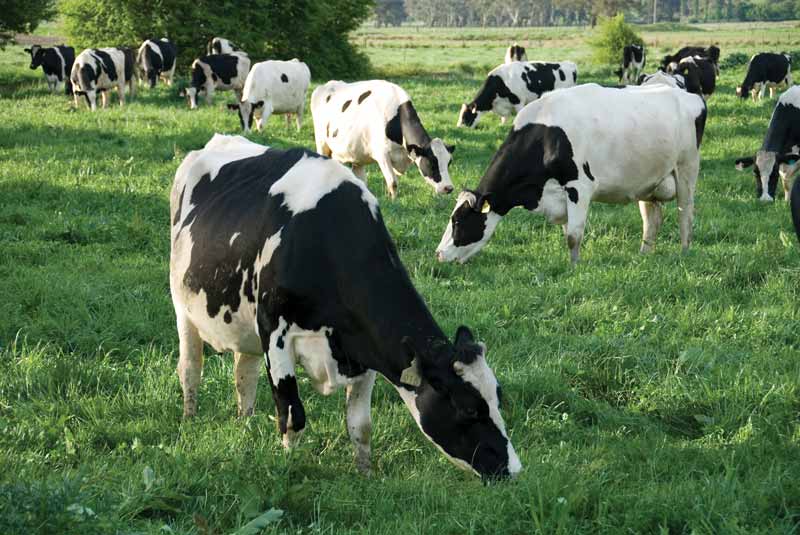 Figure 1. Calving paddocks should be grazed for two weeks and rested for four to prevent infection from building up. Image: Phillip Minnis/Fotolia.