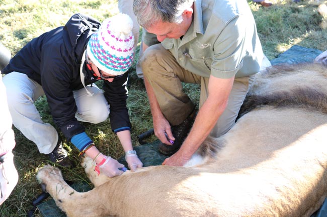 Lion blood sample