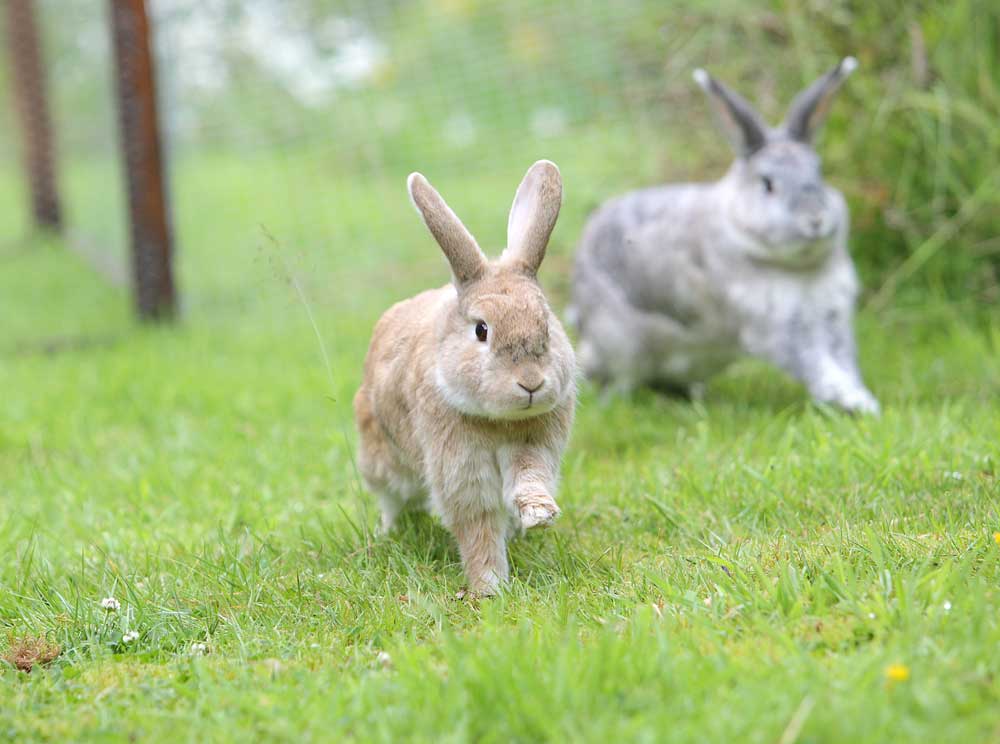 Vets urged to ‘hop on board’ with Rabbit Awareness Week Vet Times