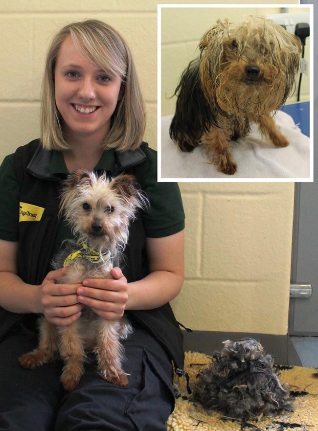 Yorkshire terrier deals losing hair