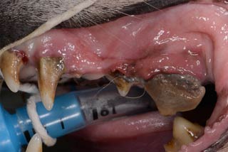 VBJ159-Partridge-Dental-severe