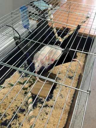 Rat in cage.