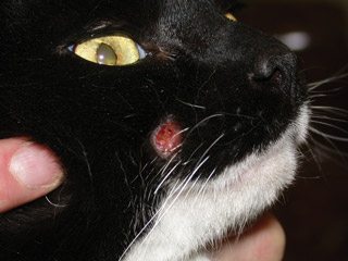 Cat with FAD lesion.
