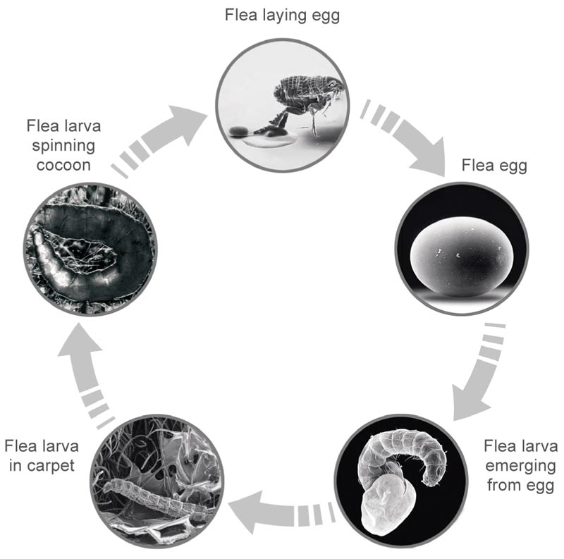 The flea life cycle.